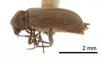 Anobium punctatum De Geer