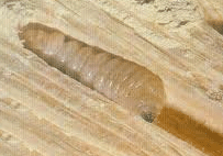 Xylotrupes bajulus L.